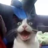 wixey кап кут про/cap cut Pro