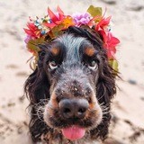 Улетное Видео с Собаками 🐶