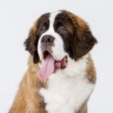 ЧАТ ветклиники БЕТХОВЕН