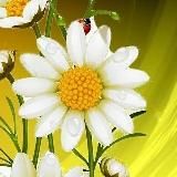 Любовь. Цветы.Открытки