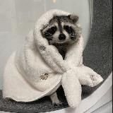 •|🔆ПодЫвал енотА🔆|•