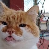 крошки кошки