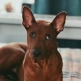 ᴘʀᴀɴᴀᴍ ᴅᴇᴠí 🪷