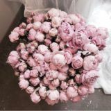 𝓵𝓪𝓿𝓸𝓻𝓲𝓶𝓮🕊