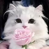 𝘨𝘭𝘰𝘴𝘴𝘺 𝘸𝘣 ˚‧。⋆:౨ৎ