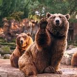 Медведи 🐻