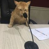 Мяучечная