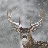 Зимнее солнцестояние