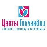Цветы Голландии Калининград