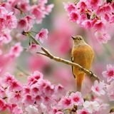 🌸РыНоК АхИрА🌸