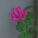 SHARIF AND SINGLE LOG 🥺