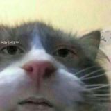 zerrq | аватарки |