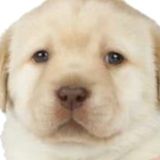 Чат КСД