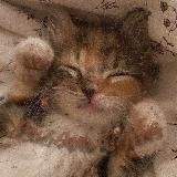 🤍POLI<3 AND KITTENS🤍