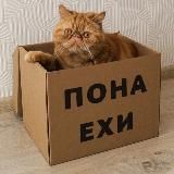 Понаехи в Краснодар