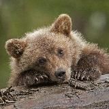 Мишиные истории