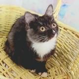 Помощь бездомным животным М/МО