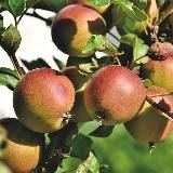 Акула Бизнеса