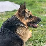 Аксай дома❤️🔥