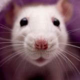 КРЫСА ЕБАНАЯ