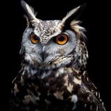 Канал отзывов Filinshop