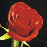 Голосовые Тульпочки и Ко