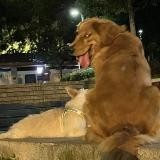 ED复健中心(福利姬pussycat)