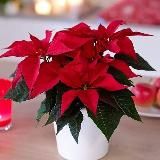 Flowers__korenovsk__ludmila🪴🪴🪴