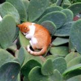 Истории про животных