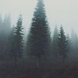 Лесная резервация 2.0