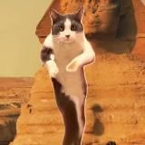 😽 Кошаки, котятки и котики