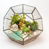 Flo флорариумы/мастер-классы суккуленты