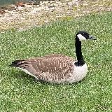 Персональные записки Майка