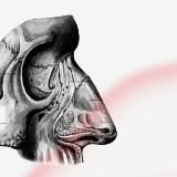 Абитуриент