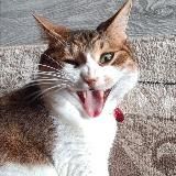 Кот, который смог!