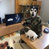 🎮Gruppo Ufficiale CoD Nabbi🎮