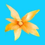 Top Tropicals Plants & Cats