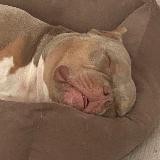 Малыш Булли🐶