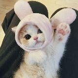 Котейка 🐈