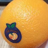 Sneysk Studio & Возвращение