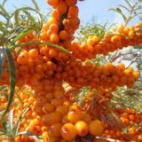 @Kochatsavdosi gr | Uyda qoling