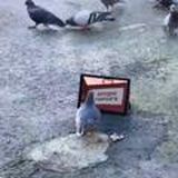 Передача✙🍉