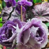 Цветочная мозаика