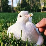 NATURE_ANIMALS_❤️