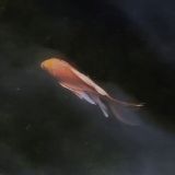 Чат Филолософия кунг-фу