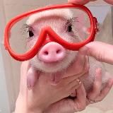 Просвинок 🐷