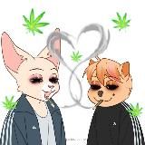 петушкистан🌀