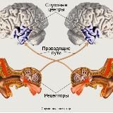 СлуховойАнализатор
