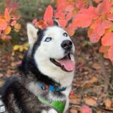 Чанин хвост