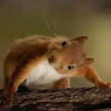 Белочка Геленджика 🐿